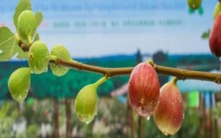 四川内江市威远县的特产，被评为中国无花果之乡