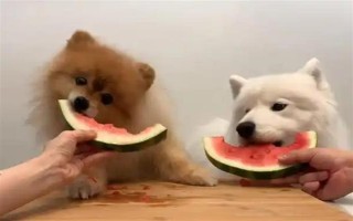 狗狗能吃水果吗，从以下5点出发去饲喂