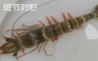 对虾的价格,一般在30-50元一斤