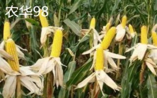 产量排名靠前的玉米品种，和育187的最高亩产量约为3284斤