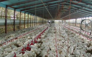 什么是商品杂交鸡，是相同品种或不同品种的特定品系间的杂交