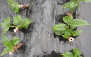 猕猴桃幼苗如何区分雌雄,可通过花蕾数量、芽眼状态等分辨