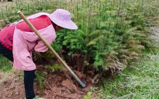 农村种植200亩杉木的成本，投资成本大概是18万元左右