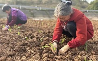 怎么用地膜种玉米，育苗移栽需要先栽苗再覆膜