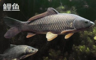 酒米打窝要提前多长时间，春秋季节可提前半小时