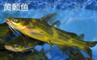 白狐4号鱼钩适钓鱼种,可用来垂钓2斤左右的鱼类