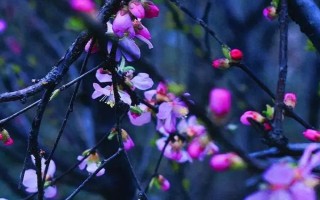 桃花在什么季节开，花期是每年的3-4月