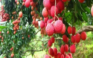 广西省桂平市的特产，有麻垌荔枝、桂平西山茶等