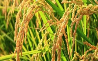 恒丰优5052水稻品种的特性,每亩有效穗数18.0万