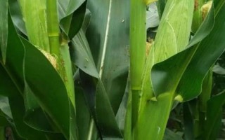博纳216玉米品种简介,中抗大斑病