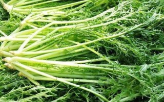 呼和浩特市适合种植什么菜，可选择雪里蕻、大白菜、芥菜等