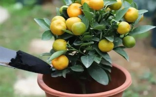 金桔如何保存，常见以下3种方法