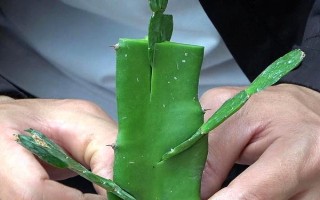 怎么嫁接蟹爪兰，选取发育健壮的一生年枝条作为砧木