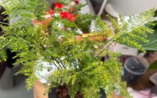 土培文竹叶片发黄如何处理，可采取修剪黄叶、更换盆土等措施