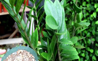 金钱树叶片发黑发绣的原因，可能是浇水过多所导致的