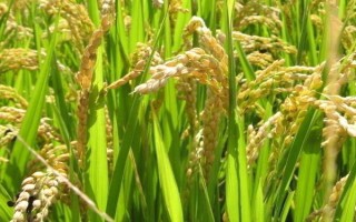 Y两优886水稻种子特征特性,播种前用咪鲜胺溶液浸种
