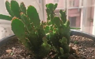 千手观音仙人掌开花所需时间，一般需要3年才能看到花朵