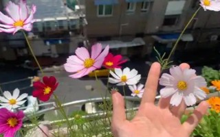 格桑花一年的开放次数,只会在6-8月份开放一次