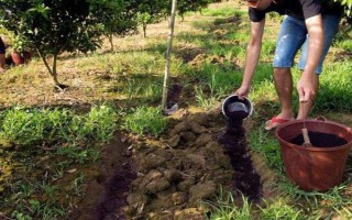 苹果树生理落果如何防治，可进行疏花疏果、树下追肥等