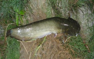 钓鲶鱼用什么饵料，腥味饵料效果好