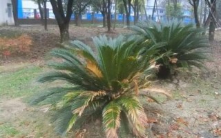 铁树叶子发黄的原因,浇水过多或过少都会导致