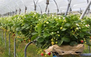 哪些因素会影响草莓膨大,主要有种子、温度、光照等5个原因