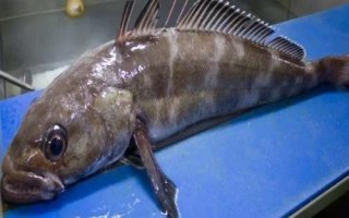 深海银鳕鱼的价格，通常85-100元一斤