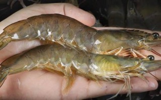 鲜活基围虾的价格，市场售价一般与规格有关