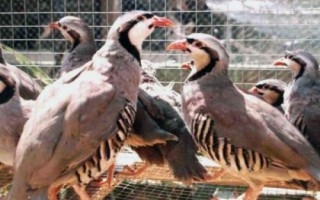 鹧鸪养殖注意事项，温度对其生长影响较大