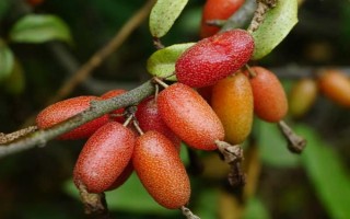 木半夏与胡颓子有什么区别，植物类型、叶片、花朵等方面均不同