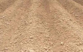 黄桃种植技术，根据气候环境来选择合适的品种