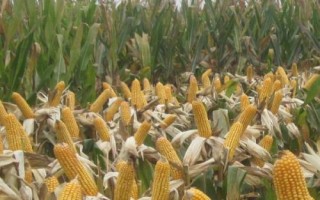 先玉1715玉米品种的特性,种植密度每亩4000株左右