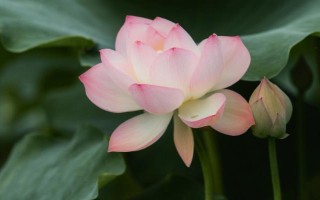 盛开的荷花与什么相似，看起来就像一个彩灯