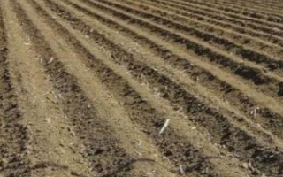 韭菜的移栽注意事项,起苗移栽前3天要浇1次小水