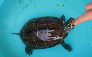 草龟冬眠期间要注意什么,需保持安静、将草龟放在避光处