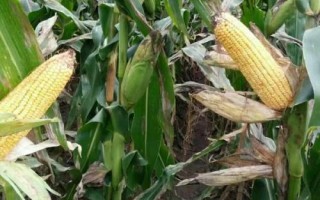 吉单604玉米种子介绍，中抗茎腐病