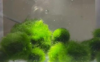 怎么养海藻球,可以选用井水或者是湖水