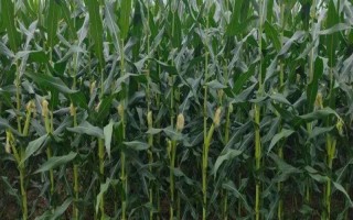 均隆1210玉米种子特征特性，中抗茎腐病（12.0%MR）