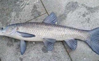 青鱼吃什么食物，幼鱼阶段吃浮游动物