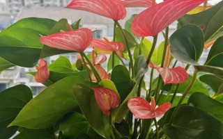 如何让红掌快速长新叶，可给植株提供肥沃透气的微酸性土壤