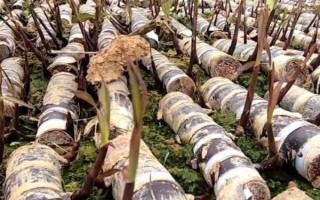 甘蔗种子的催芽方法，用清水浸种1-2天即可