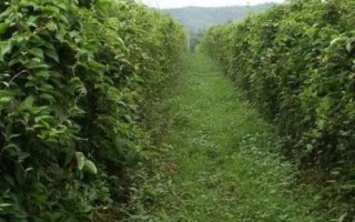 五味子的繁殖方法，可采取扦插、压条、播种等方式