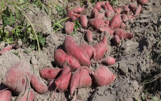 红薯的收获时间，通常是在9-11月份左右