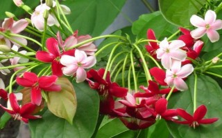 使君子不开花的原因，可能是光照不足或施肥不当等