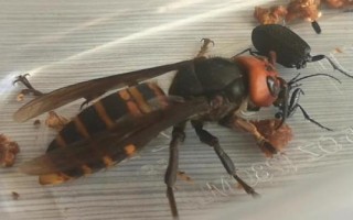 金环胡蜂简介，常被称作“虎头蜂”