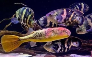 饲养地图鱼的要点,夏季每隔2-4天要换一次水