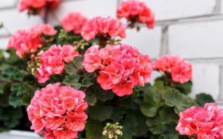 玉树如何嫁接天竺葵，要选择生长健壮且无病害的枝条作为接穗