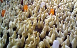 雏鹅前10天的饲养技术，需控制好温度、湿度和密度