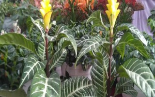 银脉爵床的养殖方法,养护时需将室温控制在18-25℃之间