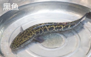 黑鱼的刺多吗，只有少量的大刺